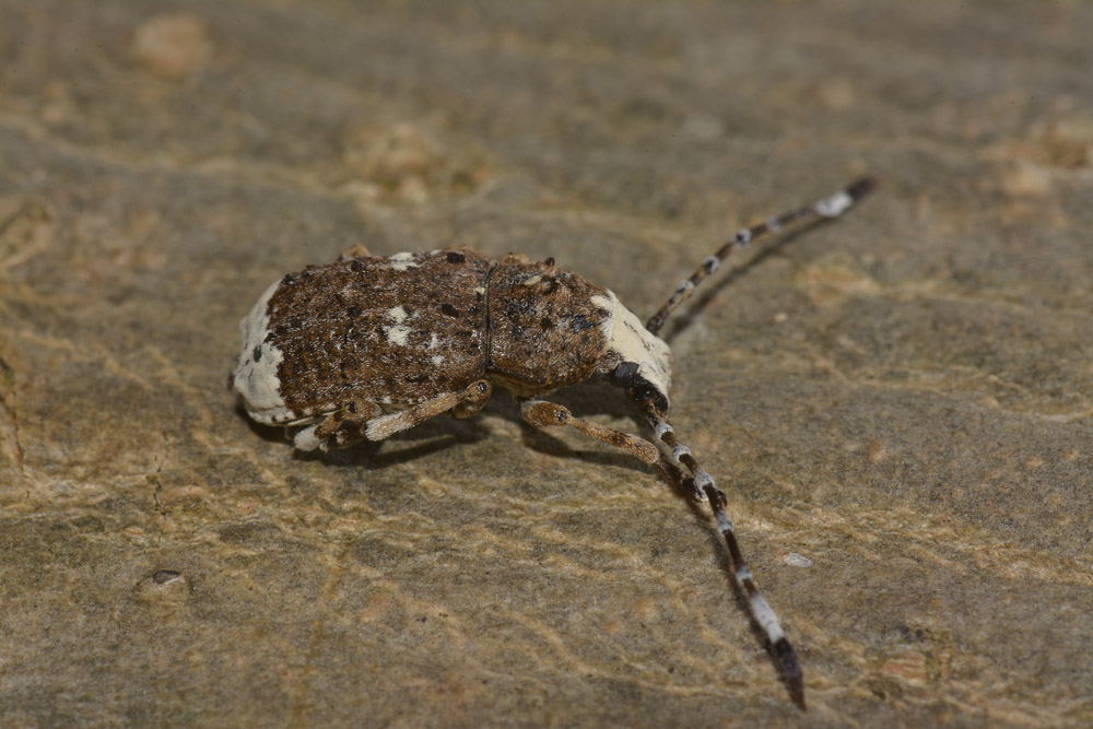 Platystomos albinus (Anthribidae)